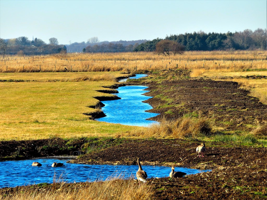Reed beds, Martin Mere WWT, Lancashire, UK Olwyn McEwen Flickr