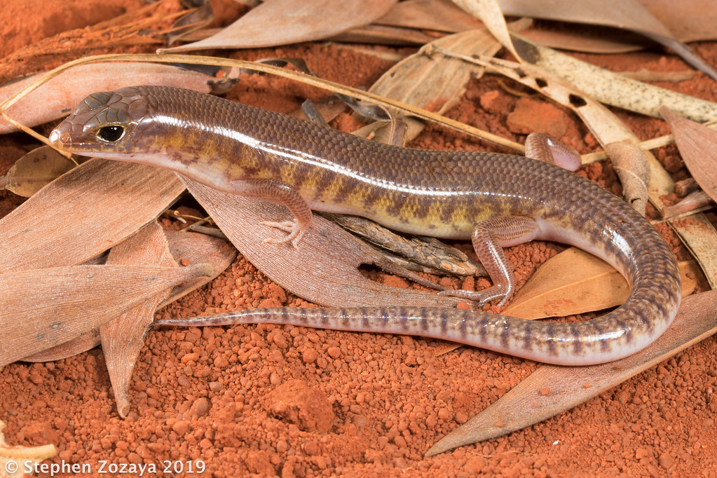 Western sandswimming skink (Eremiascincus pallidus) Flickr
