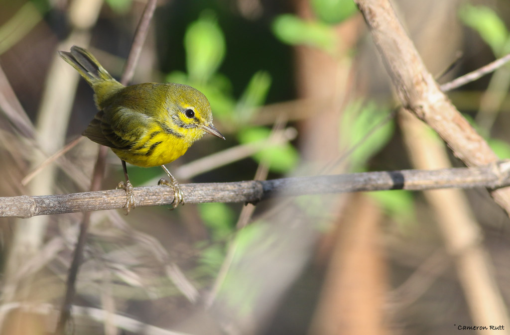 Elevation of Poplar St, Baton Rouge, LA, USA Topographic Map