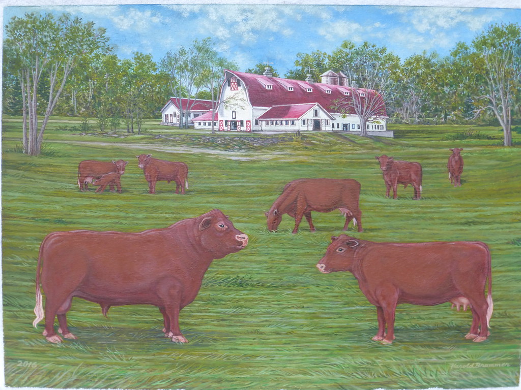 "Red Poll Cattle at WinMock Farms" WinstonSalem, NC … Flickr