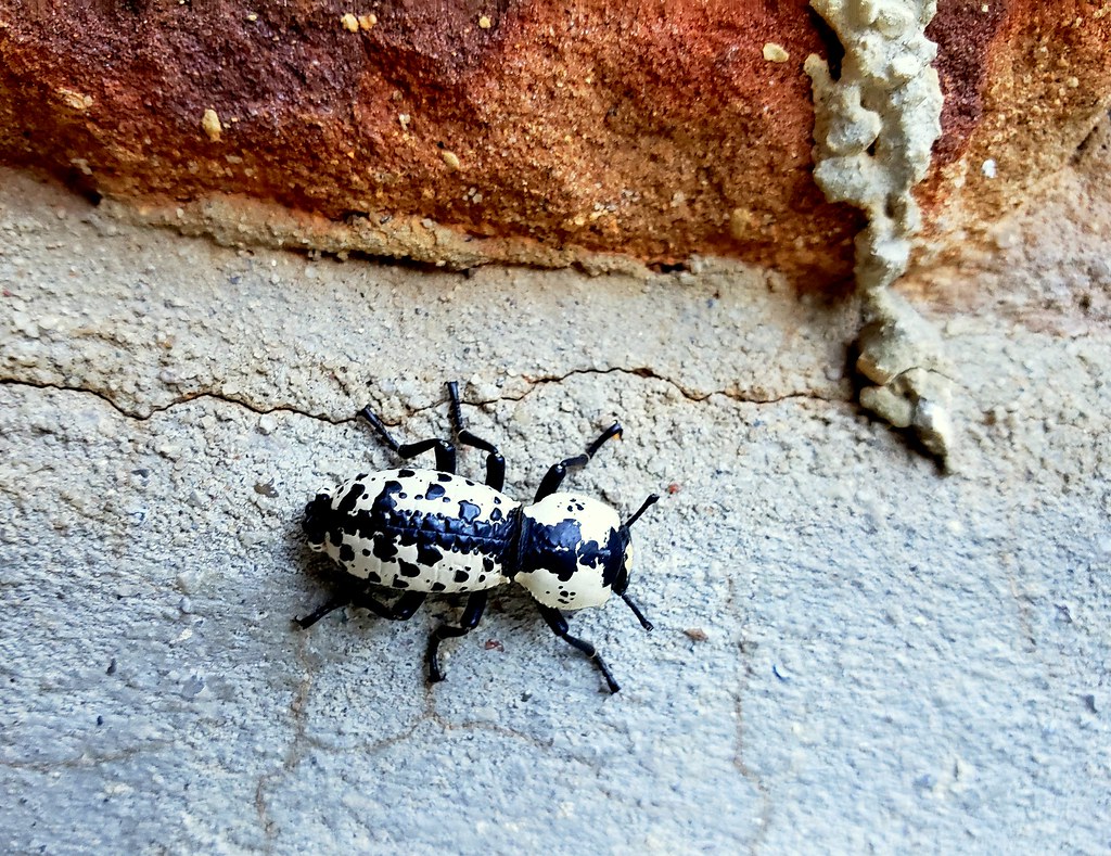 Texas Bug I have lived in Texas for forty years. I never s… Flickr
