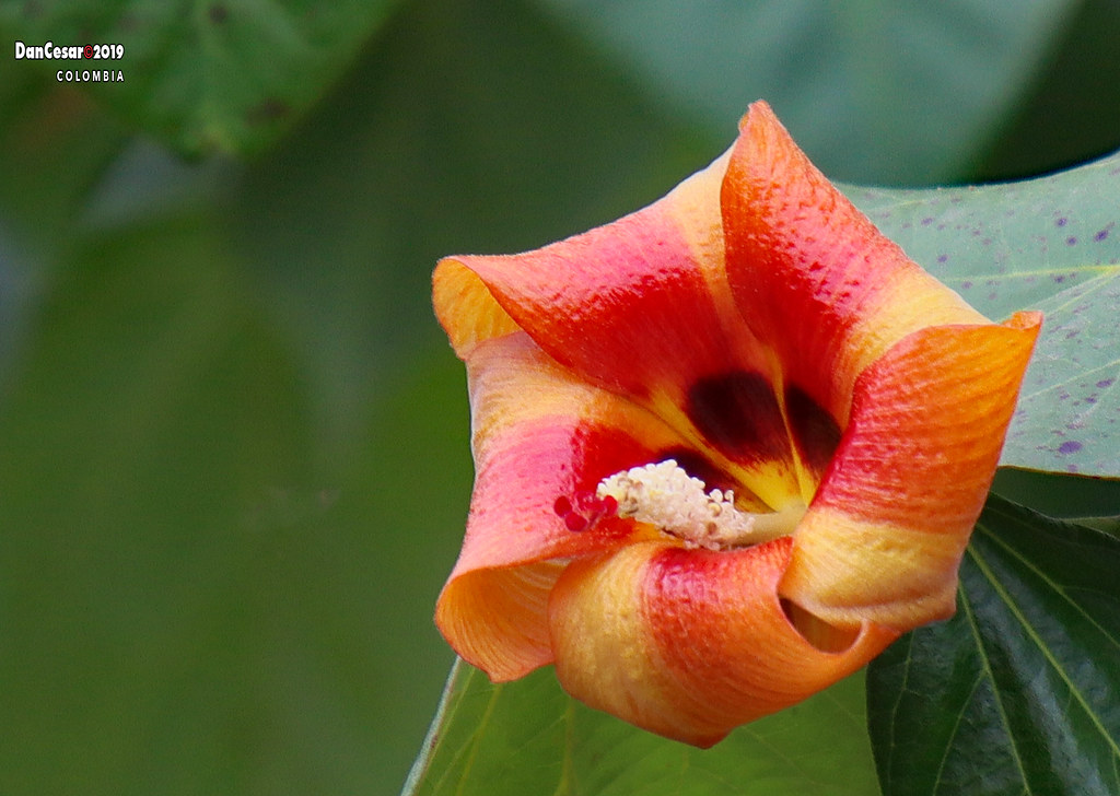 Blue Mahoe (Talipariti elatum/Hibiscus elatus) Tree in Med… Flickr