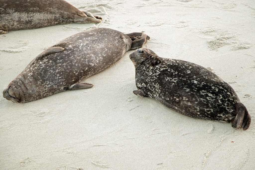 Harbor Seals Children's Pool, La Jolla Kirk & Barb Nelson Flickr