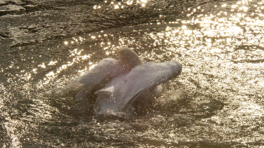 Mute Swan, 13022019, (40) f Mute Swan, Order Anseriformes,… Flickr