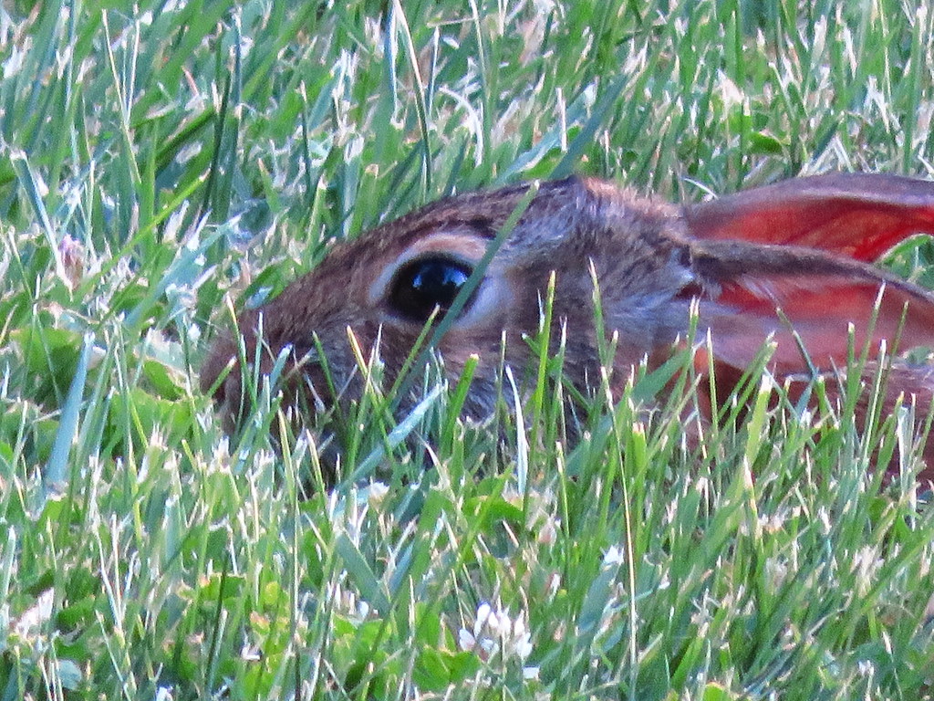 Rabbit hiding in the grass. Douglas Deck Flickr