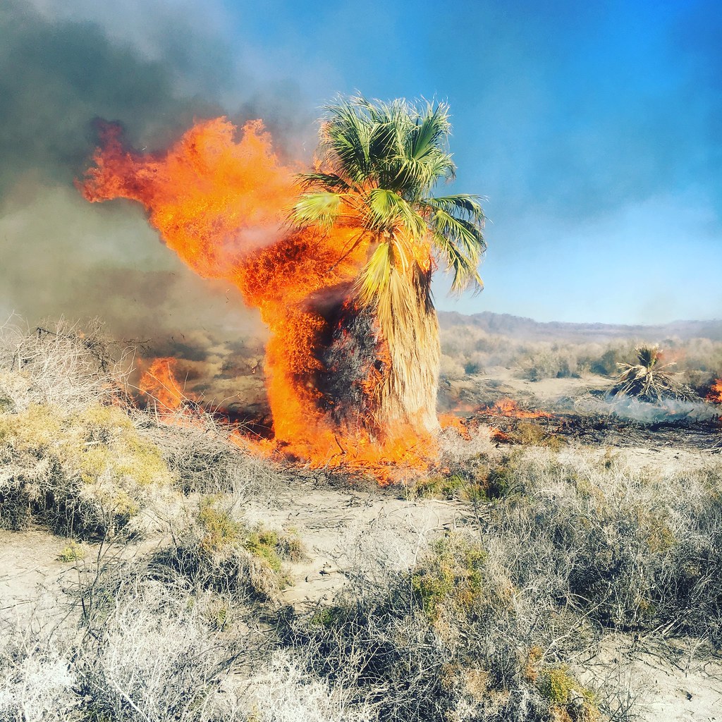 Wildfire near Dos Palmas in the Palm SpringsSouth Coast F… Flickr