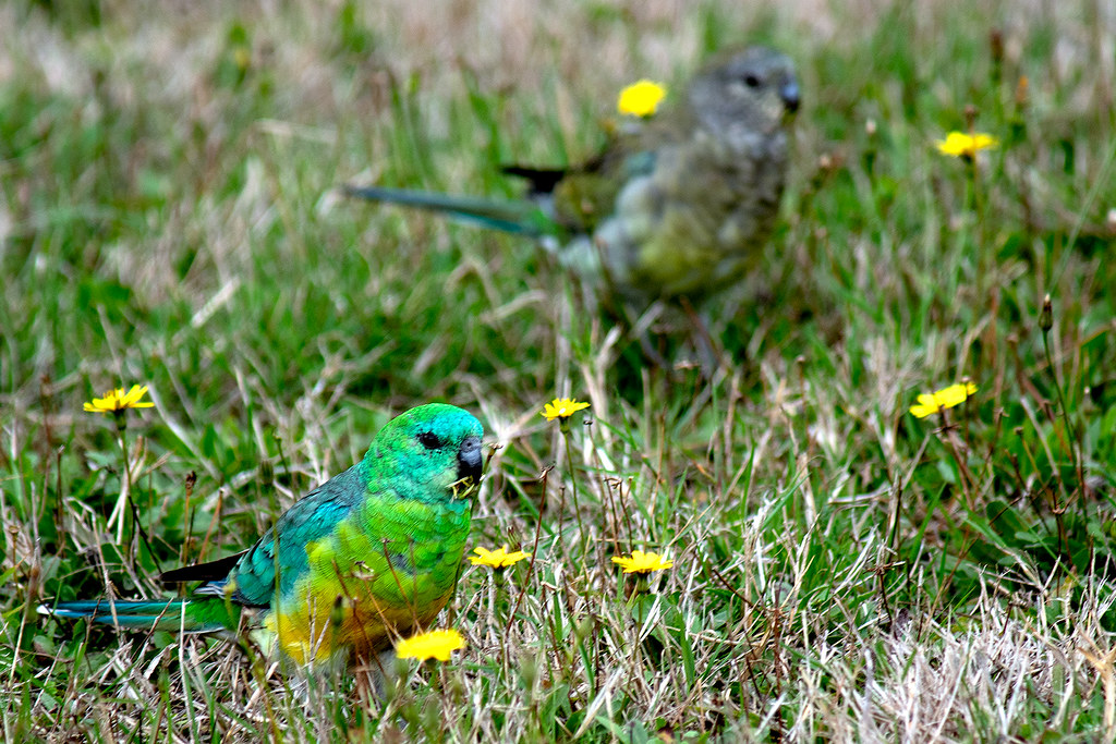 Grass Parrot Pair Beautiful pair of redrumped parrots (Ps… Flickr