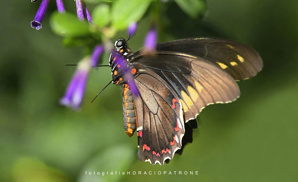  MARIPOSA BORDE DE ORO ( Battus Polydamas ) libando en vu… Flickr