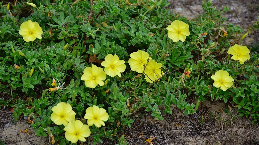 Dune flowers, Southport Spit, Southport. (412019) Flickr