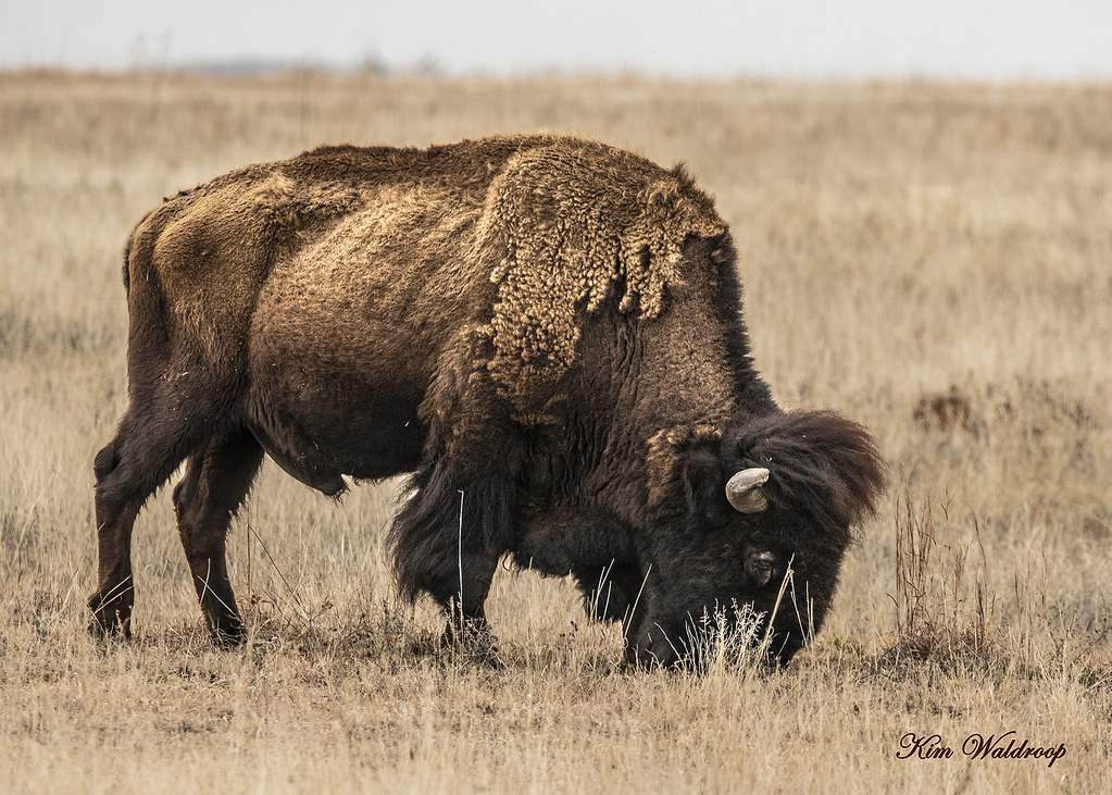 American Bison At Wichita Mountains Wildlife Refuge, Lawto… Flickr