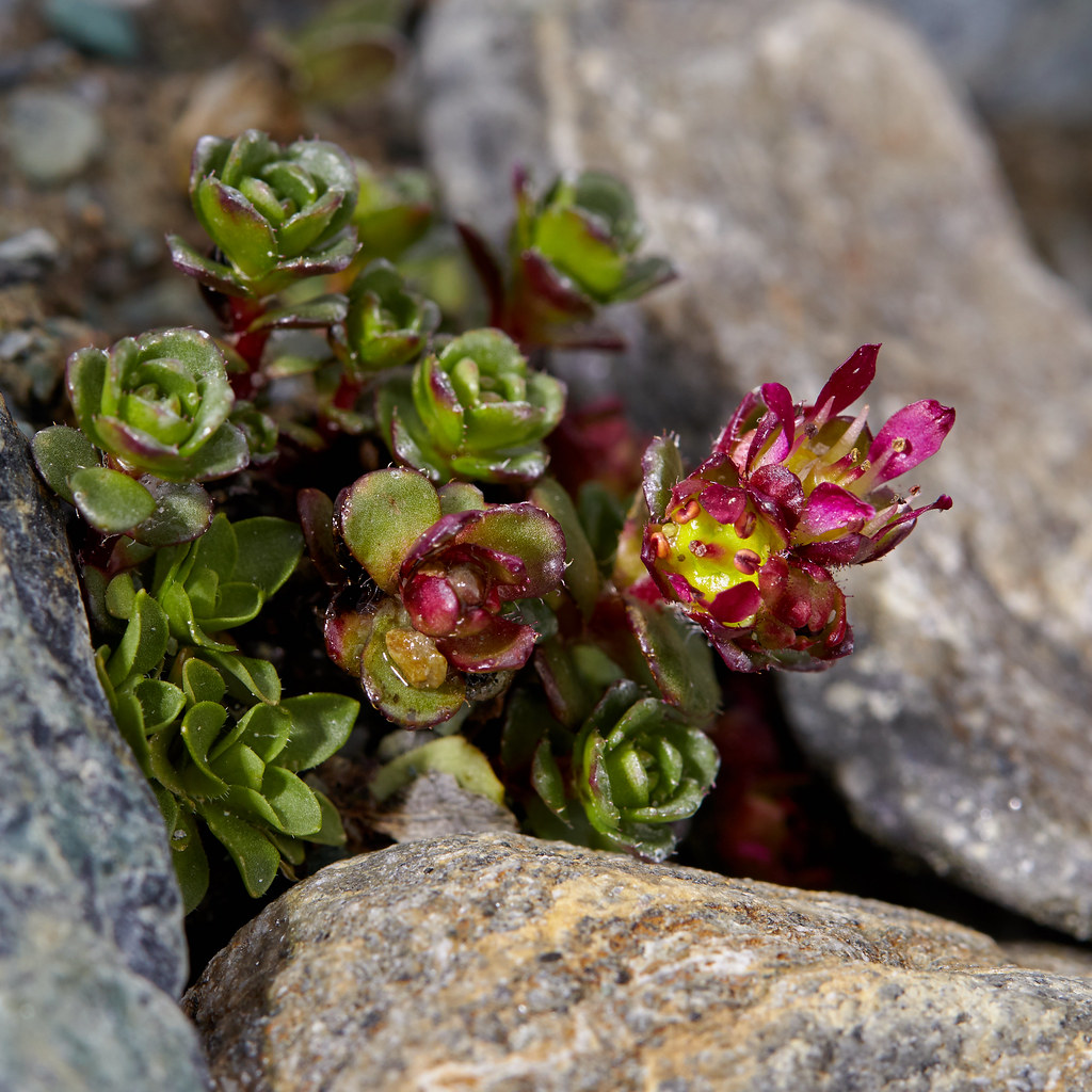 Saxifraga biflora (Twoflowered Saxifrage) Zermatt, Switze… Flickr