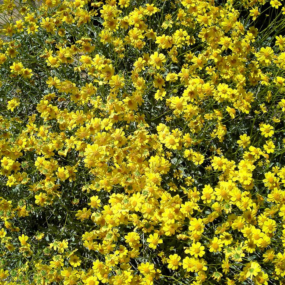 Grand Canyon Nat. Park brittlebush (Encelia farinosa) Flickr