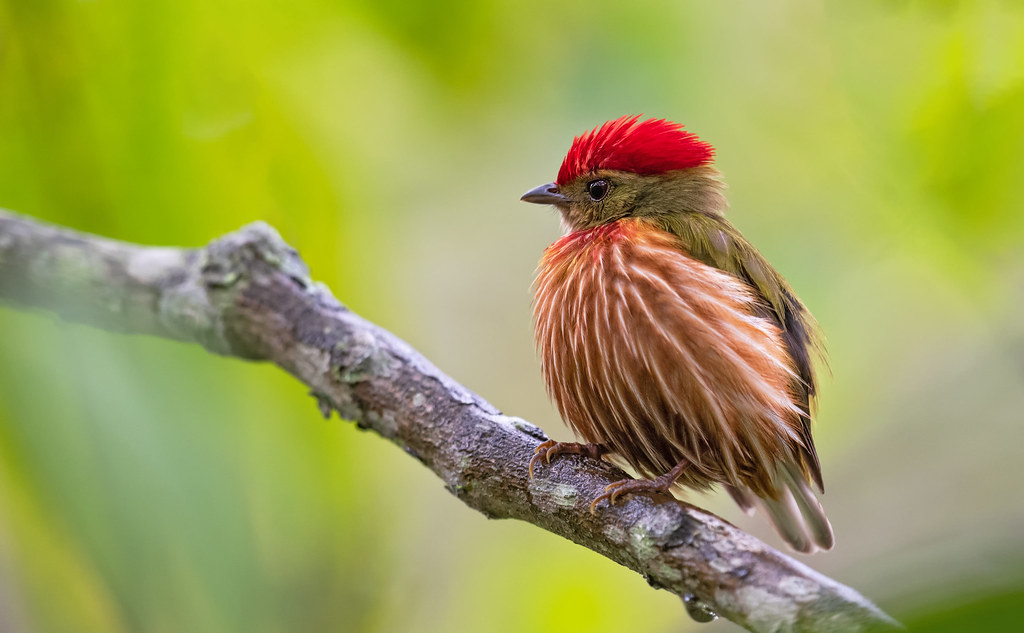 Machaeropterus striolatus Striolated Manakin Manaquin … Flickr