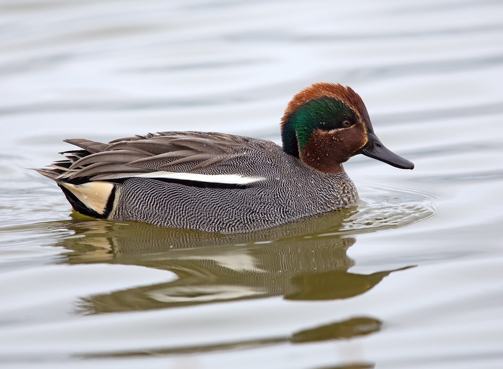 Teal Very smart at this time of year at RSPB Minsmere Whistling Joe