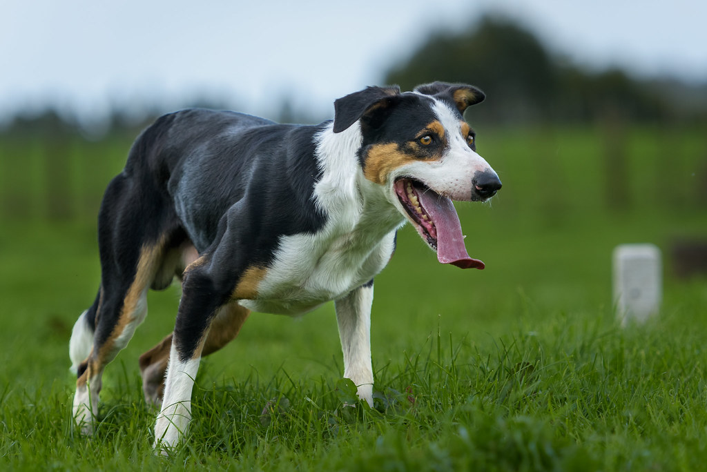 _JNP5234 20180406 NZ Sheep Dog Trials Whangamata To se… Flickr