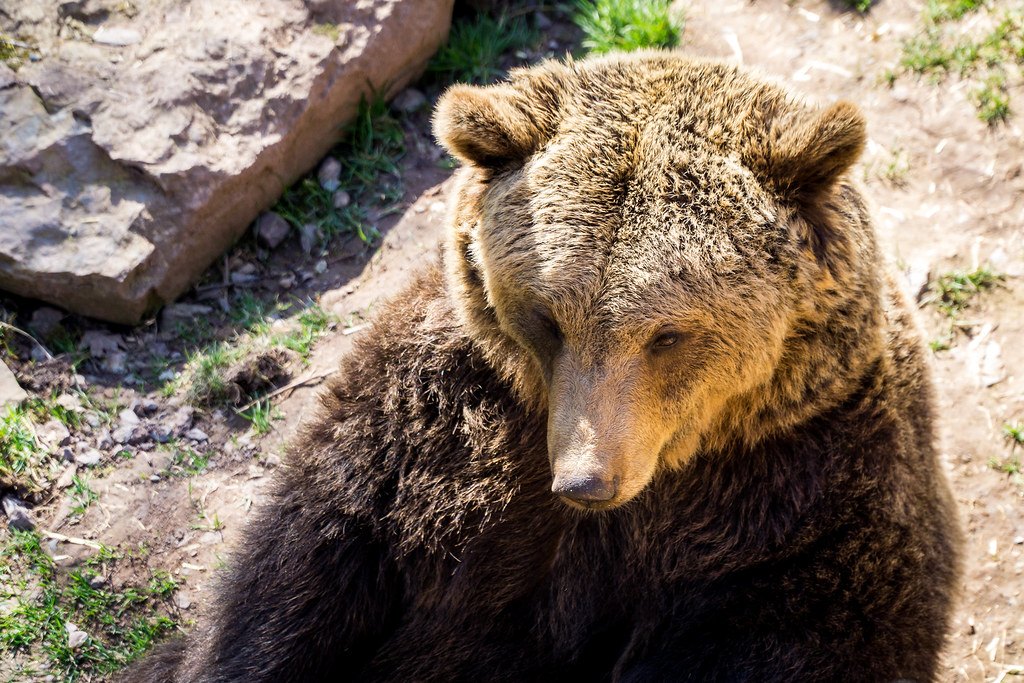 Baloo the Bear As i introduced yesterday, i was in the Zoo… Flickr