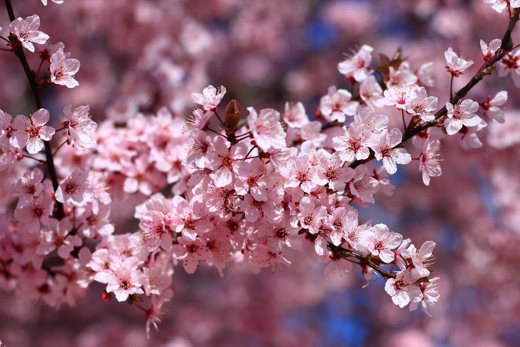 Cherry Blossoms, Madrid, Spain Cherry Blossoms in Juan Car… Flickr