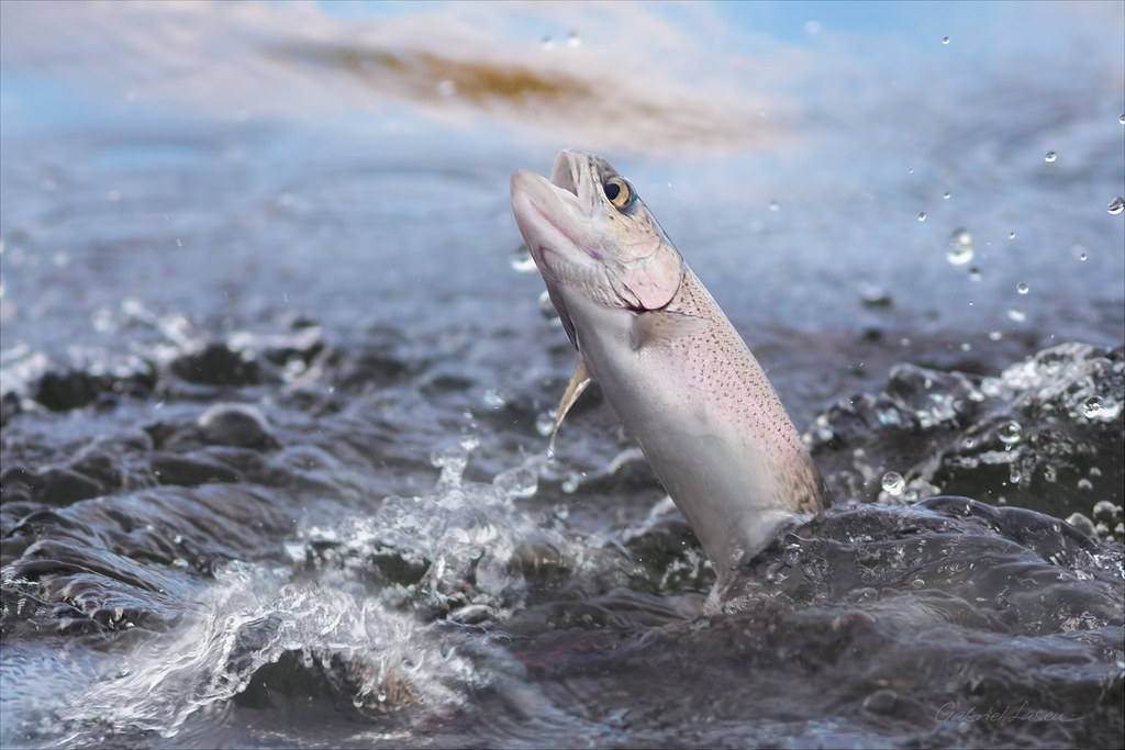 Lovely Rainbow Trout Jumping Out Of Water wallpaper cute
