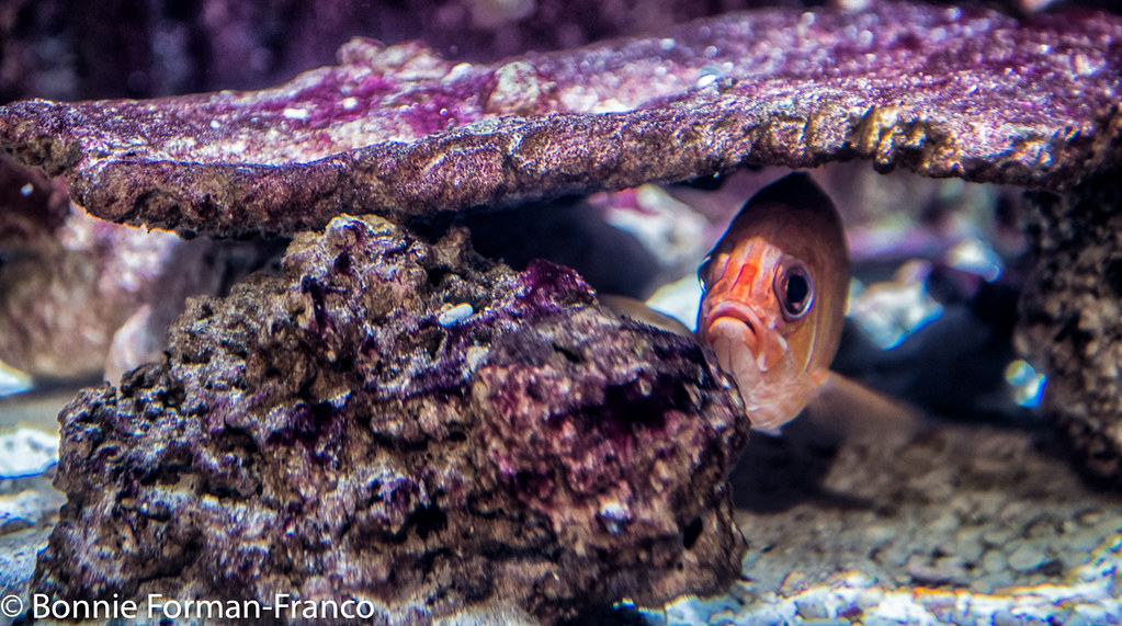 20180308_RIVERHEAD AQUARIUM BUTTERFLIES_D85_5214 Long Isl… Flickr