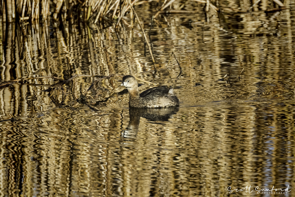 20190106Anahuac NWR255Edit Scott Sanford Flickr
