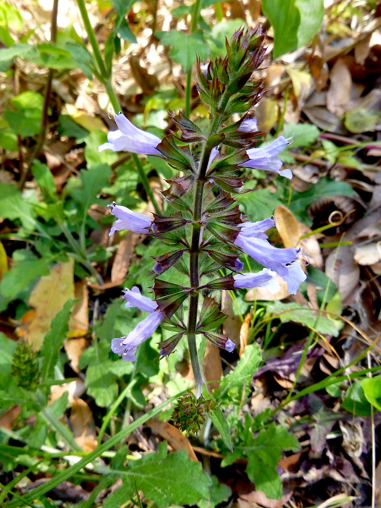 Lyreleaf Sage (Salvia lyrata) scvirginia Flickr