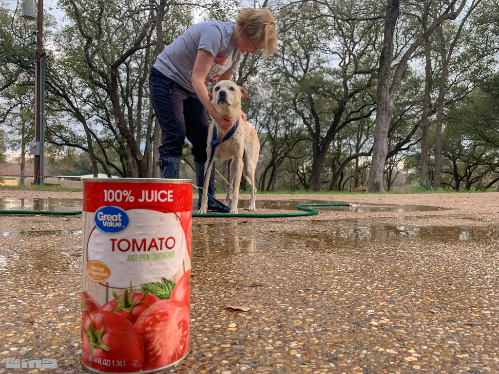 2019_3337 365.58 The dogs got a skunk. Tomato juice does n… Flickr