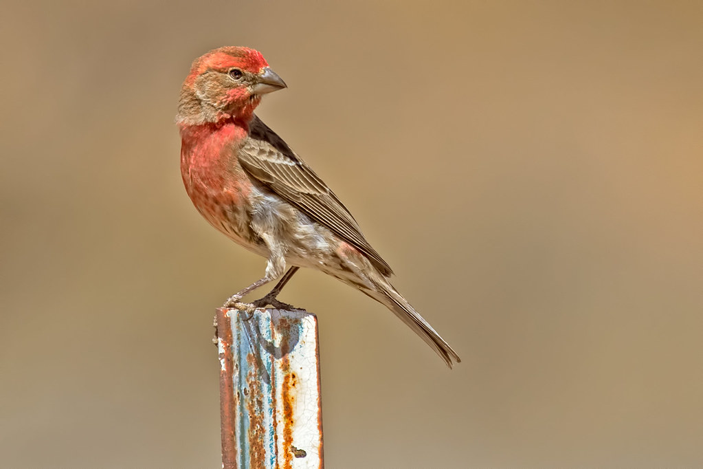 HouseFinch17D2_032919 RV John Flickr