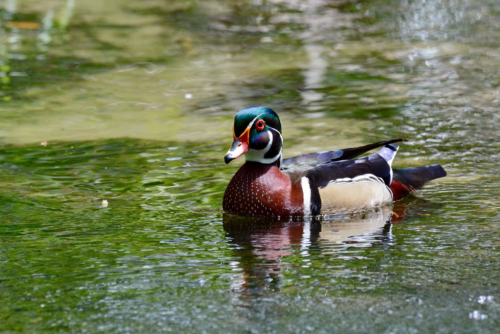 Mead Gardens 2019 Flickr