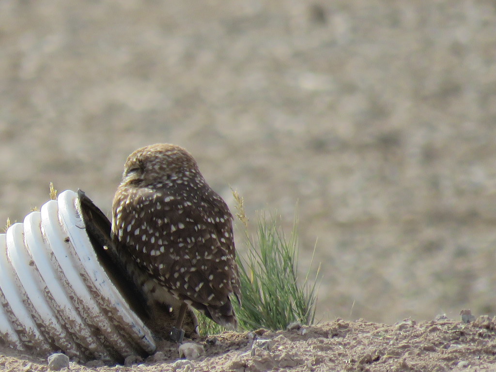 Borrego Springs & Salton Sea Trip January 1921, 2019 Flickr