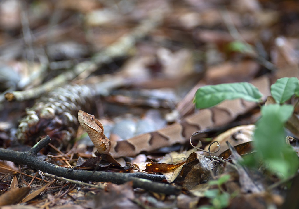 Copperhead Copperhead VENOMOUS, Native The copperhead is … Flickr