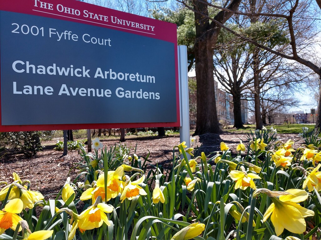 Daffodils Chadwick Arboretum and Learning Gardens Lane Ave… Flickr