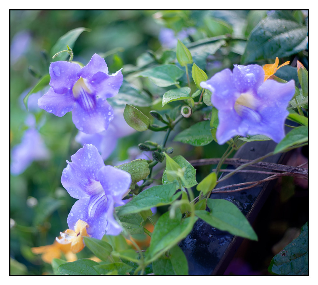 Blue Sky Vine For five months since hurricanemichael I’ve… Flickr