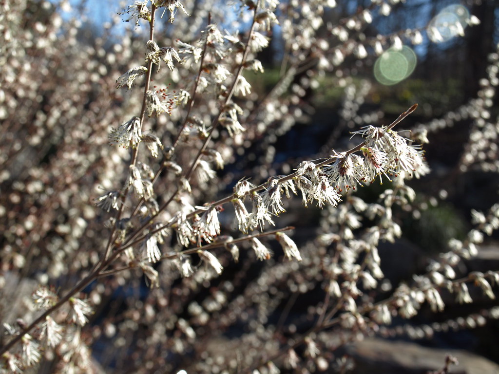 February Week 4 Garden Photos Home & Garden Information Center