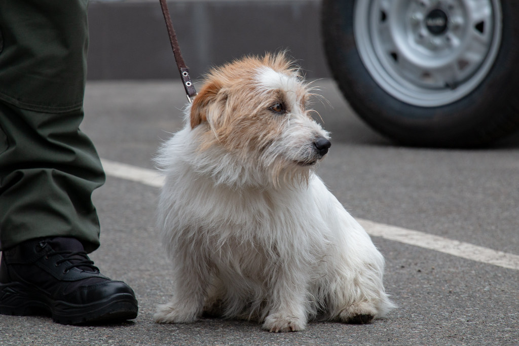 EUAM donated vehicles for Ukrainian dogs in service Flickr