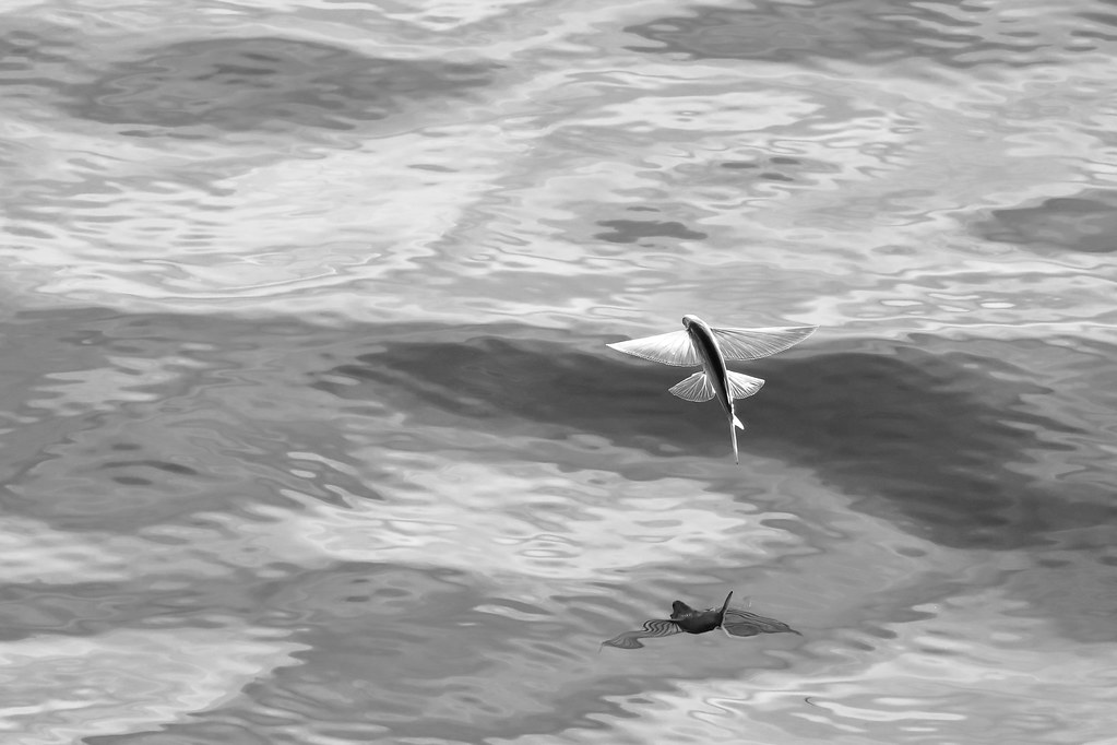 Flying Fish Flickr
