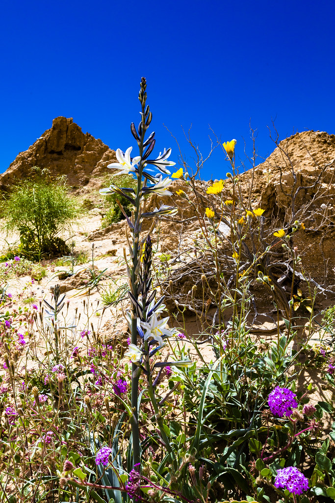 AnzaBorrego Desert Wildflowers Superbloom 2019 I just fin… Flickr