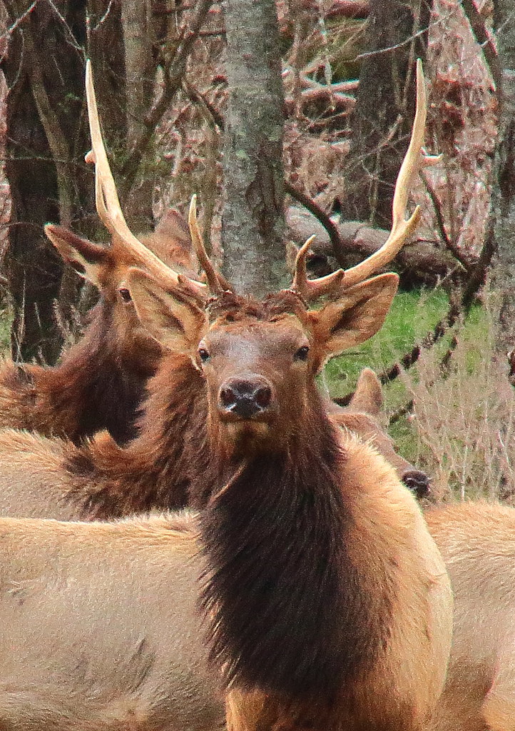 Boxley Valley Elk Northwest Arkansas Dan Davis Flickr