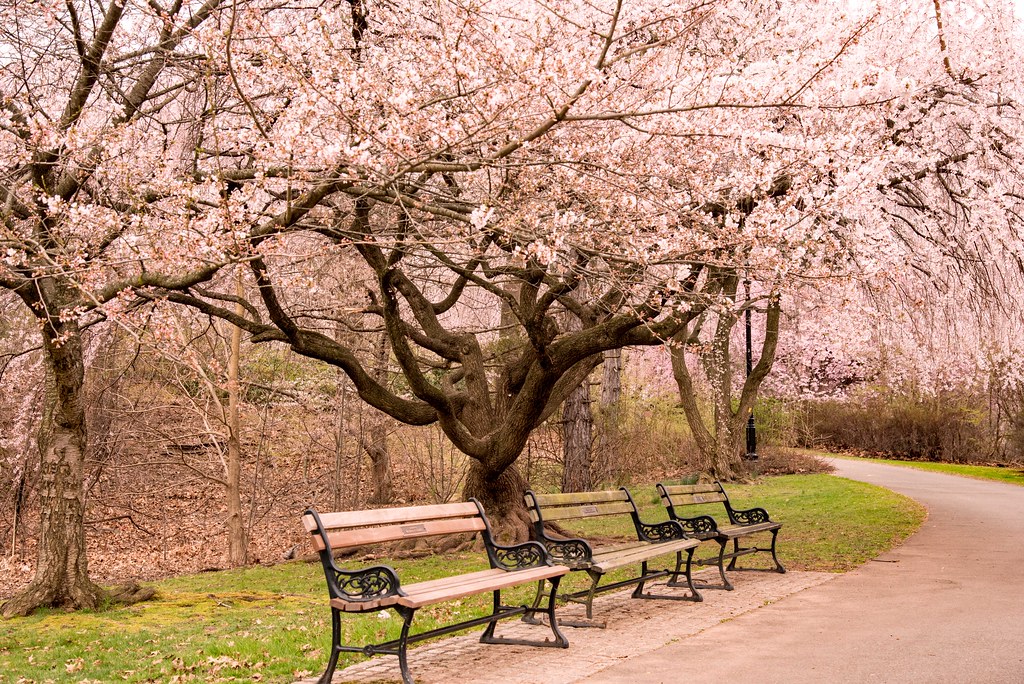 Branch Brook Park, Newark, NJ Cherry Blossoms Bill Raftery Flickr