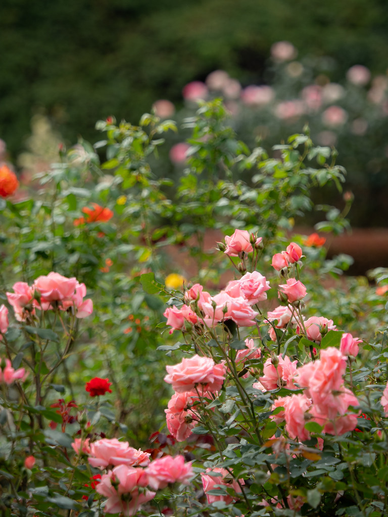 Roses Roses at Shinjuku Gyoen National Garden, Tokyo, Japa… Flickr
