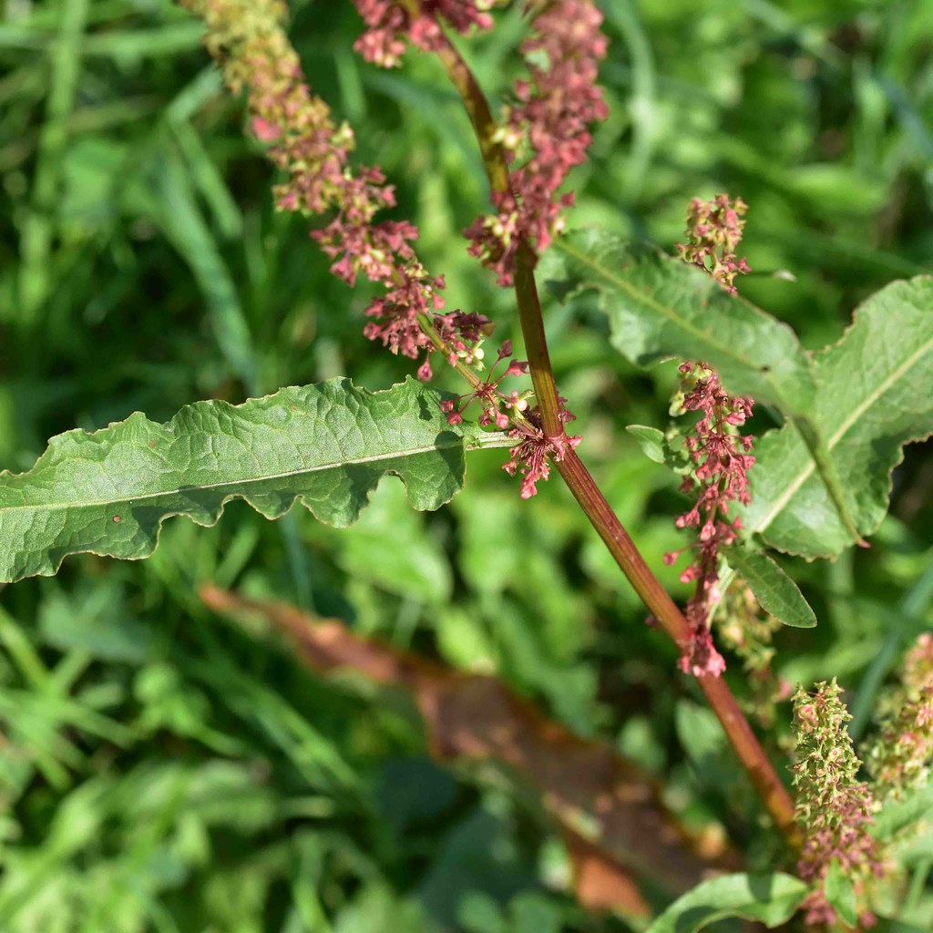 Curled Dock Rumex crispus AndyorDij Flickr