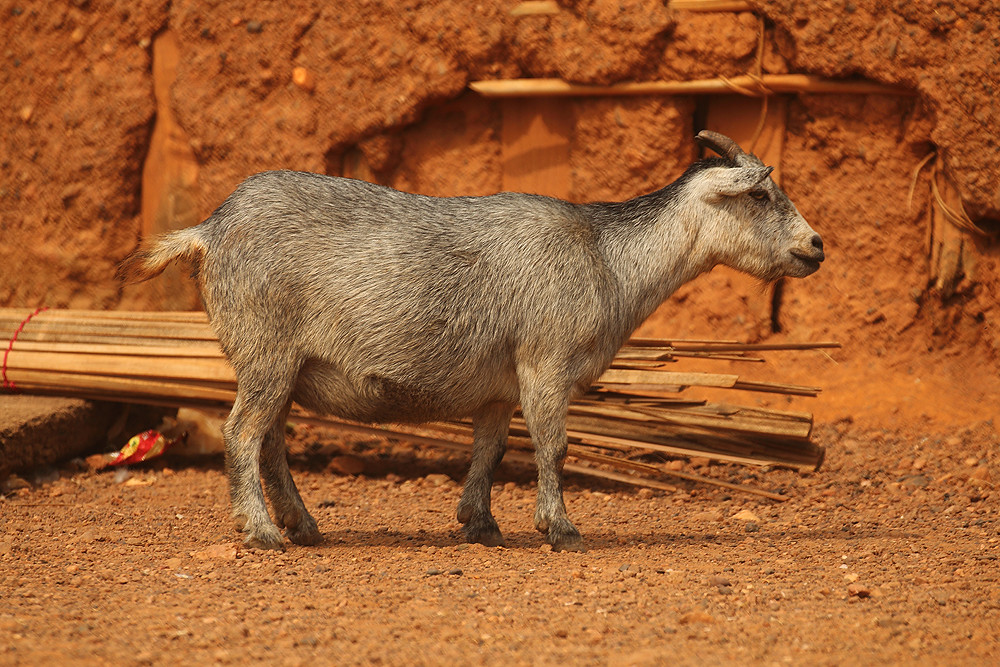 West African dwarf goat, Bonkro Village in Ghana inyathi Flickr