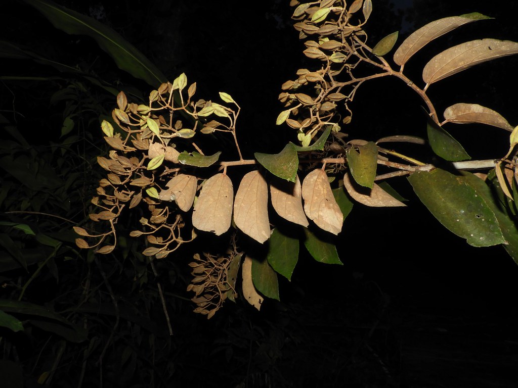 Luehea seemannii Triana & Planch. “Guacimo colorado” Flickr