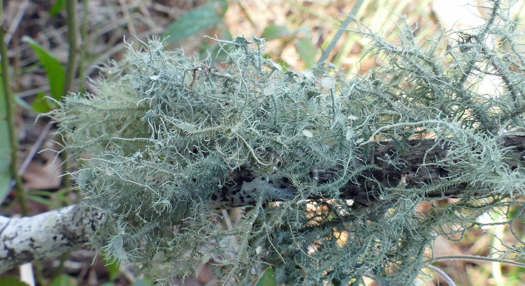 Usnea strigosa_Altamaha WMA_McIntosh Co GA_20190124_140 Flickr