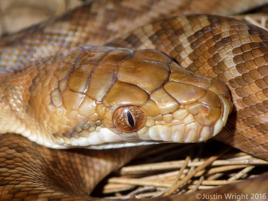 Scrub Python (Morelia kinghorni) j_wrightyy Flickr