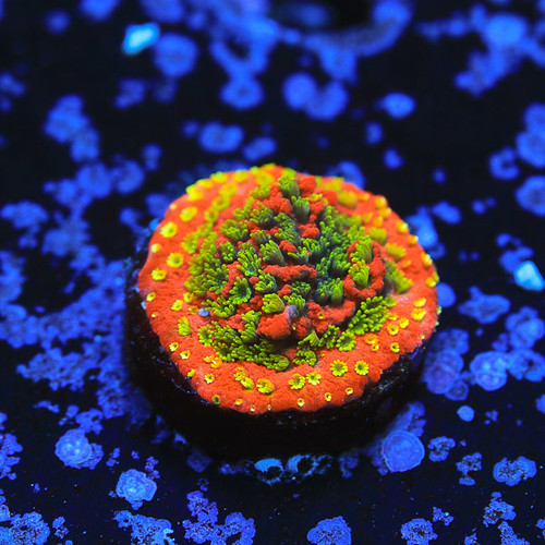 2LPS.K9.0115 Top Shelf Flickr