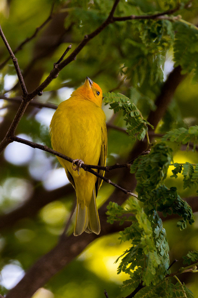 Saffron Finch97921 cheungdavid_05 Flickr