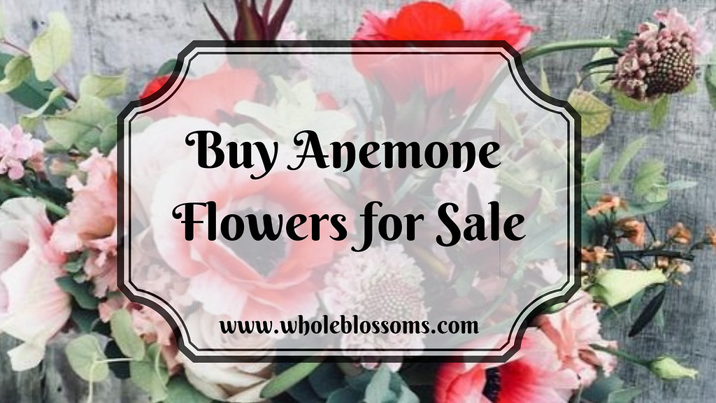Buy Anemone Flowers for Sale in Bulk Anemone flowers come … Flickr