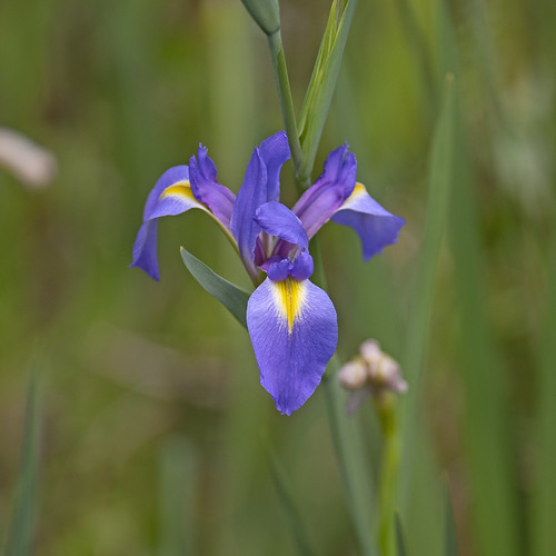 Blue flag iris FWC Photo by Andy Wraithmell Florida Fish and
