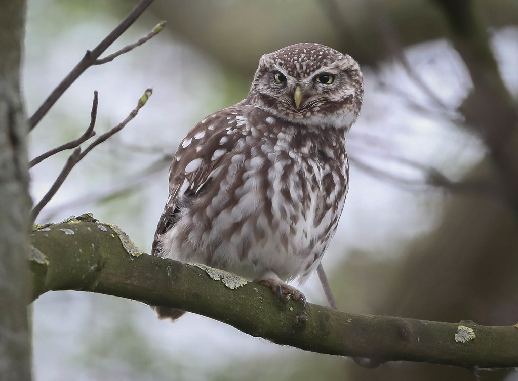 Little Owl Yorkshire wildlife park tony rawson Flickr