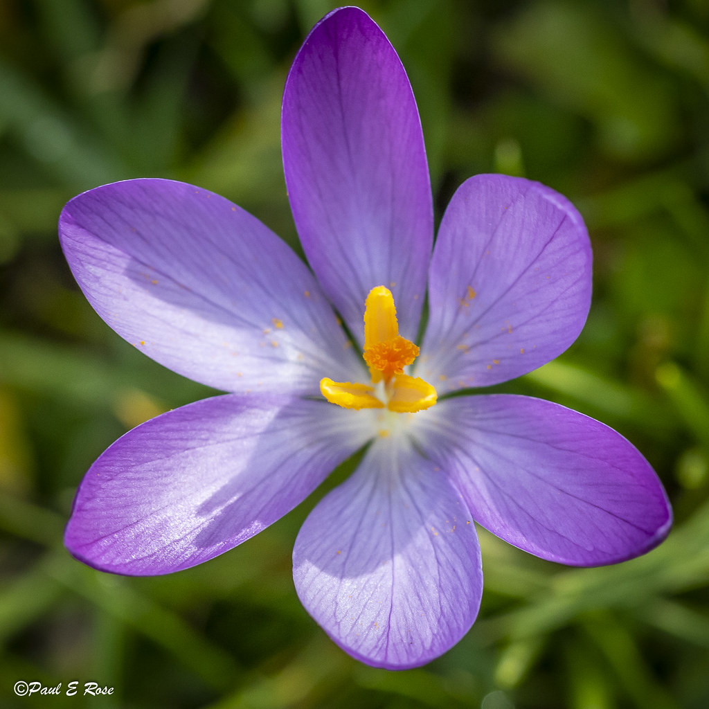 Brightwater Gardens Crocus PaulR1800 Flickr